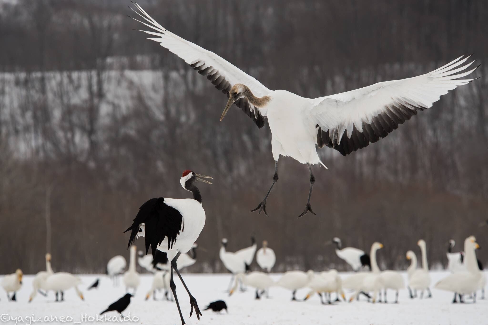 When the young crane dances, the adult crane watches. #japaneseredcranes #cranes #japan #hokkaido #tsurui #dance