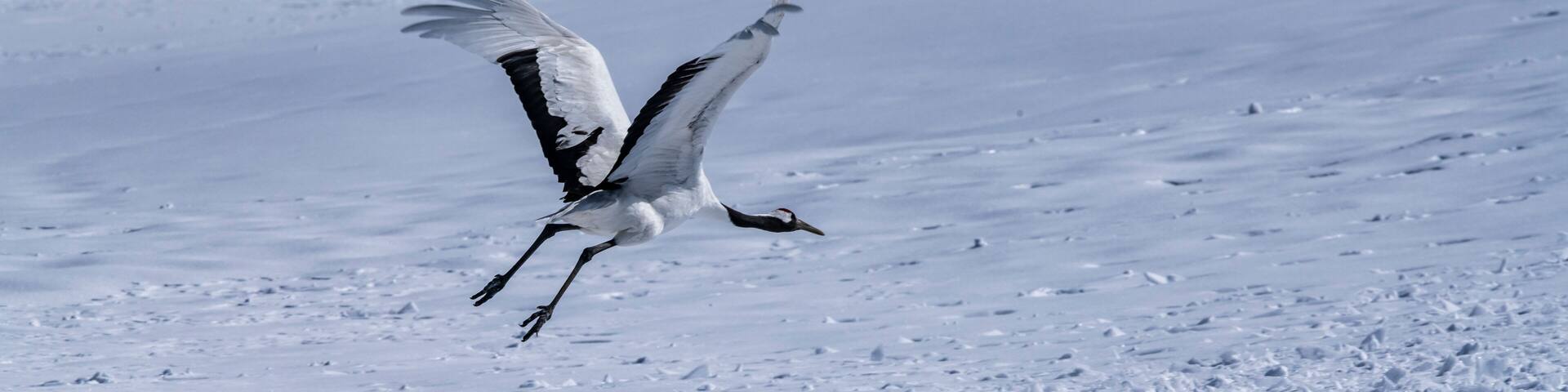 Japanese crane in Tsurui village , Kushiro , Hokkaido , Japan