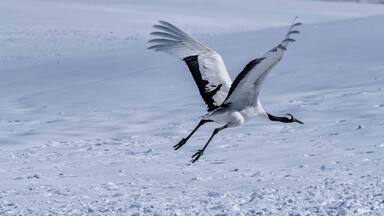 Japanese crane in Tsurui village , Kushiro , Hokkaido , Japan