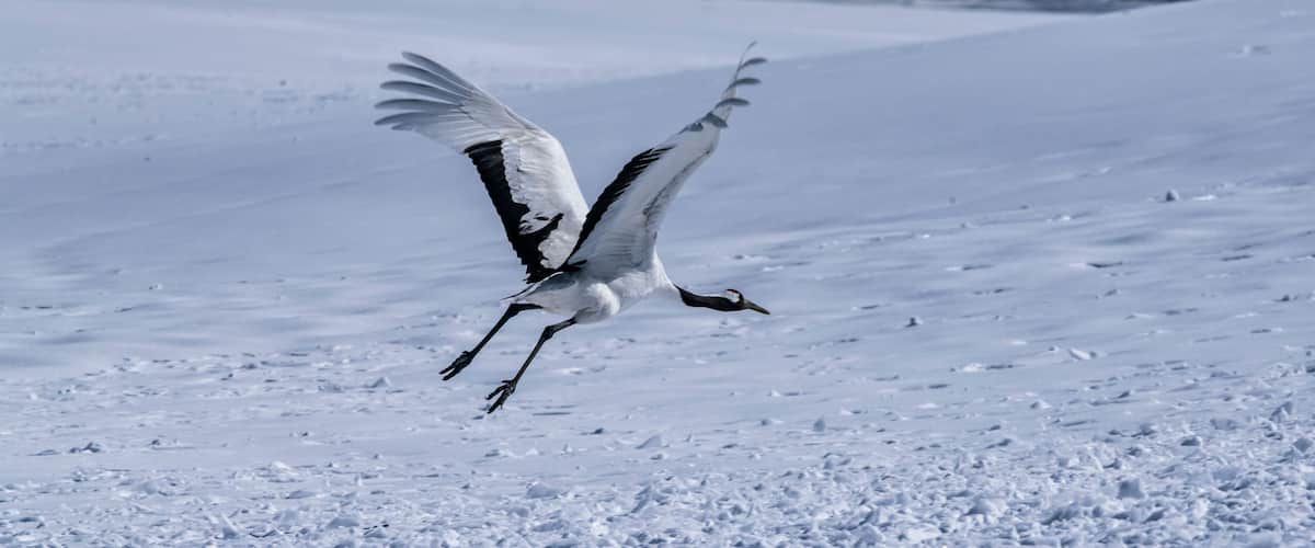 A bird in flight over a snowy landscape.