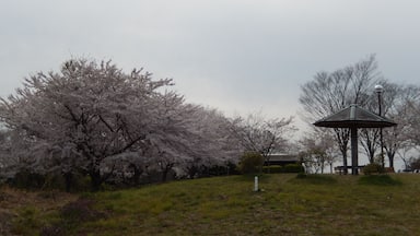 春の多聞山 Tamon-san Park in spring
