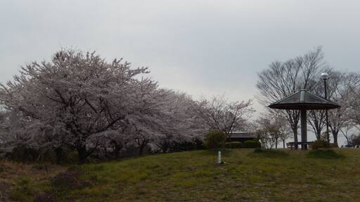 春の多聞山 Tamon-san Park in spring