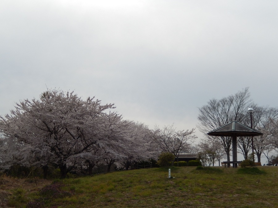 春の多聞山 Tamon-san Park in spring