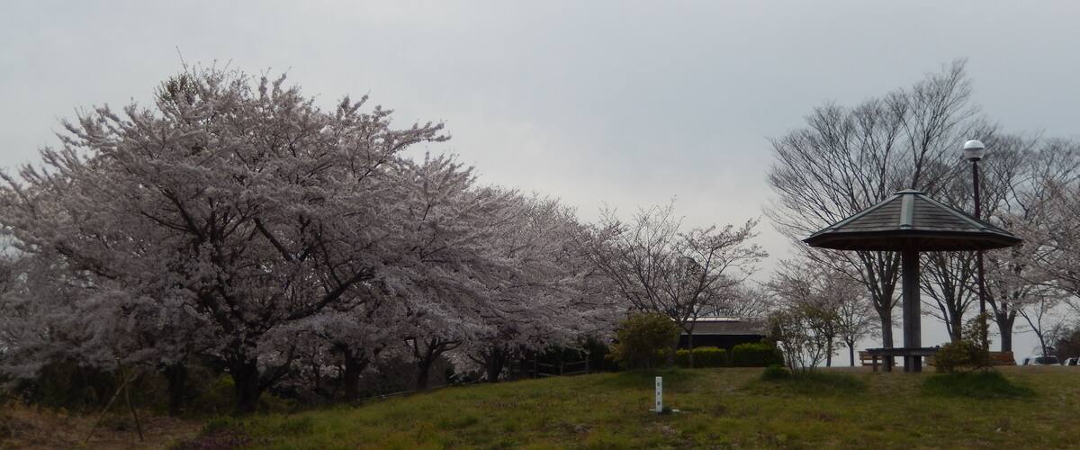 A park with cherry blossom trees and a gazebo.