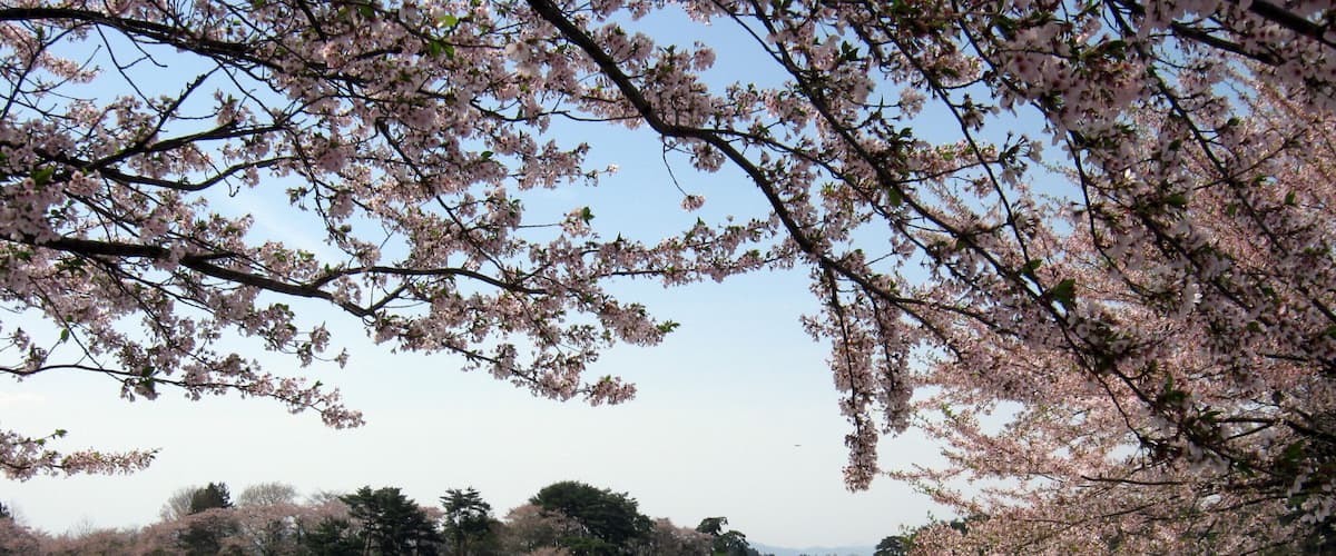 A lake surrounded by cherry blossom trees and a bridge in the distance.