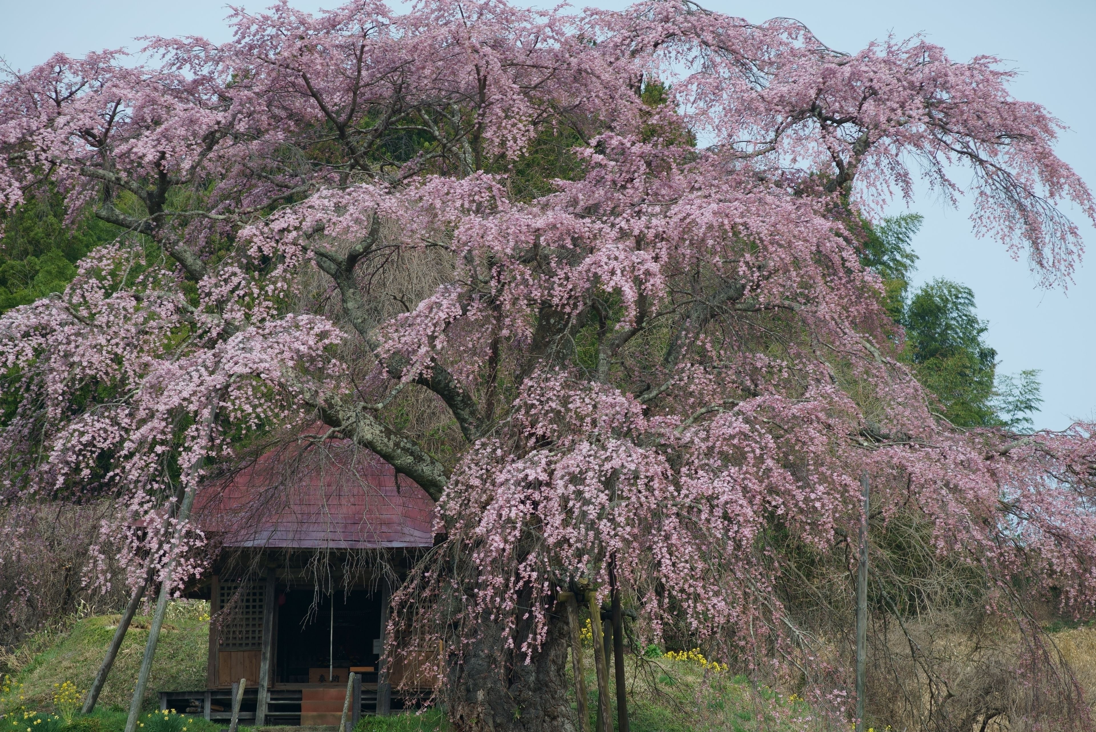 A cherry blossom tree with pink flowers in full bloom, a traditional Japanese-style wooden building, and a clear blue sky in the background.