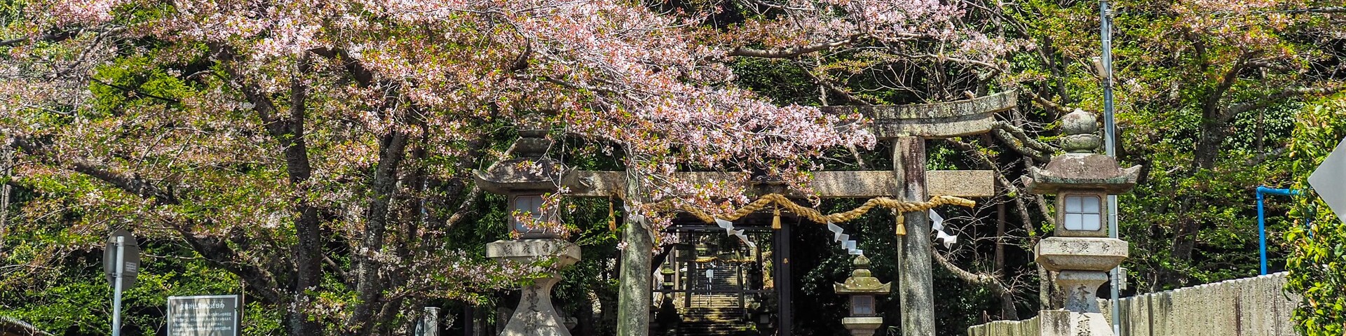 Un tradicional torii japonés con cerezos en flor, escalones de piedra que conducen a un santuario y una bicicleta estacionada cerca de un farol de piedra.