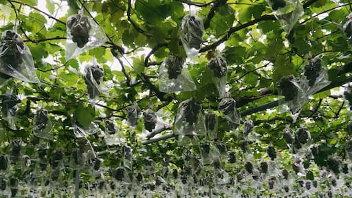 Komatsuzawa Leisure Park has a variety of activities to enjoy. Including grape picking during this season.
You can also buy local grapes near the entrance at a good price. They said this year the Shine Muscat variety was tasty :)