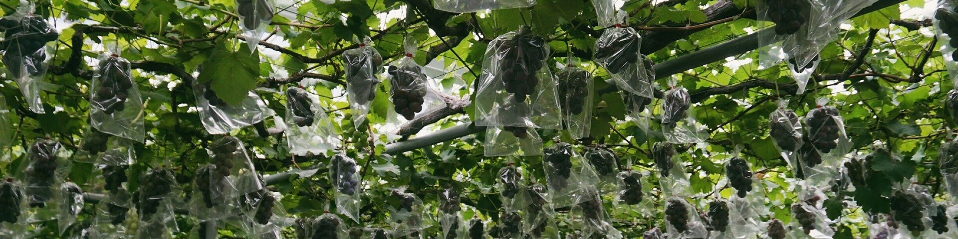 Komatsuzawa Leisure Park has a variety of activities to enjoy. Including grape picking during this season. 
You can also buy local grapes near the entrance at a good price. They said this year the Shine Muscat variety was tasty :)