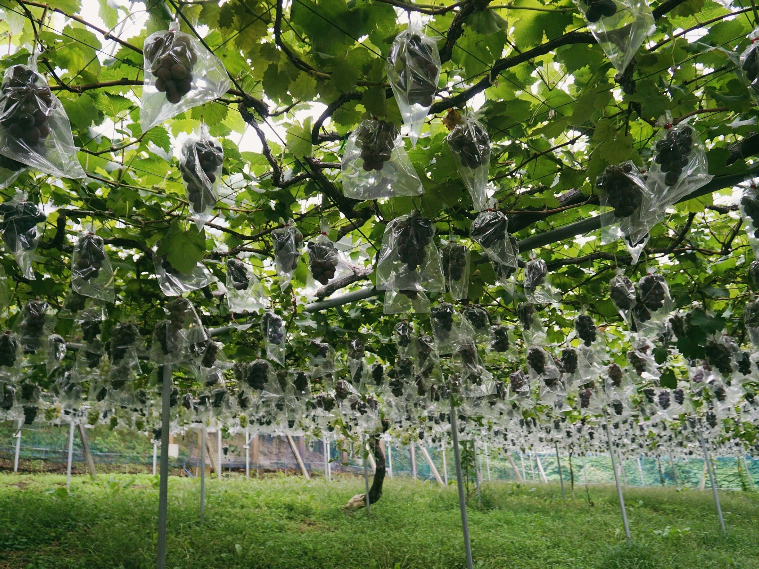 A vineyard with rows of grapevines bearing clusters of grapes.