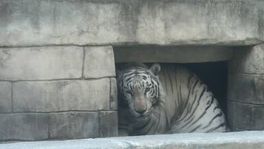 The zoo park has curious white tigers.