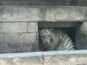 The zoo park has curious white tigers.