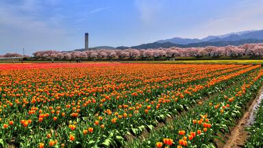 A tulip field with a tower in the background.