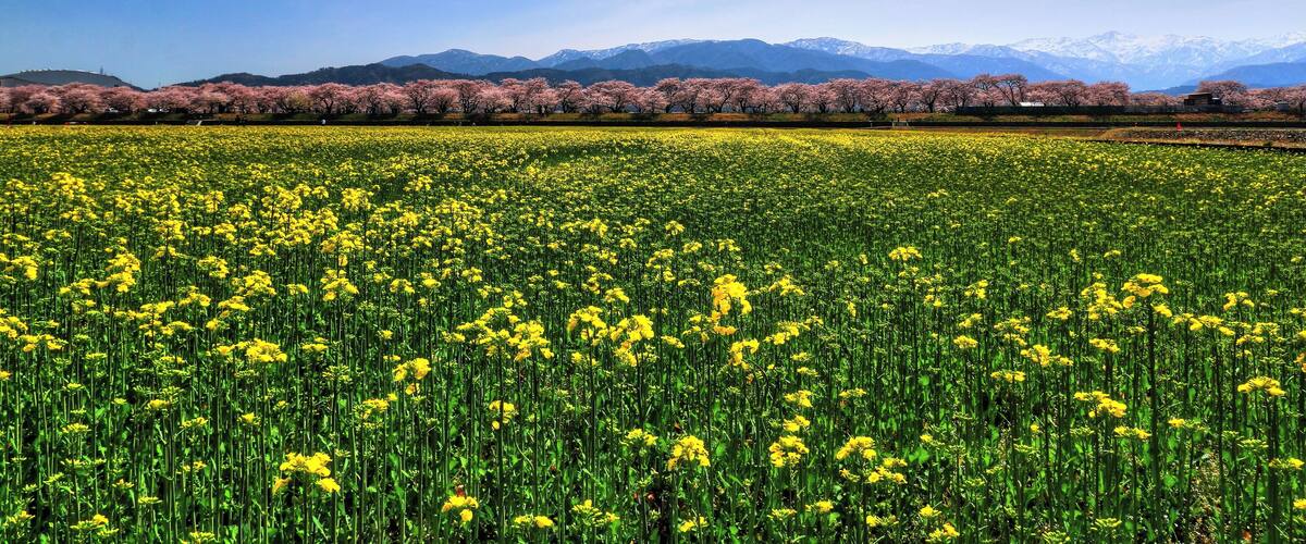 A field of yellow flowers with a mountain range in the background.