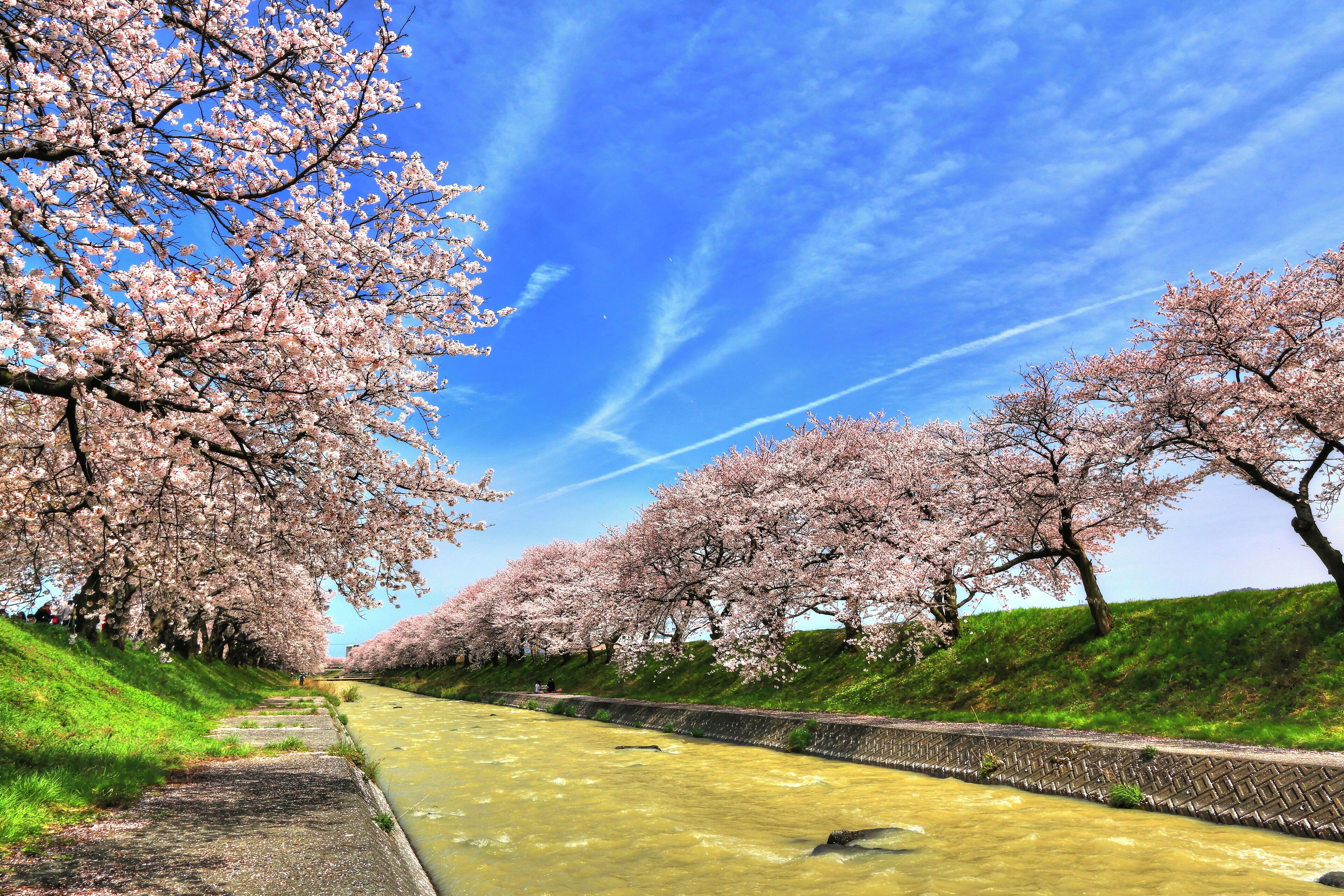 舟川の桜