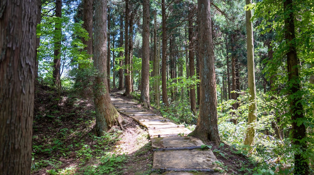 石川県鹿島郡中能登町の石動山を春の晴れた日に登山する風景 Scenery of climbing Mt. Ishidou in Nakanoto-cho, Kashima-gun, Ishikawa Prefecture on a sunny spring day.