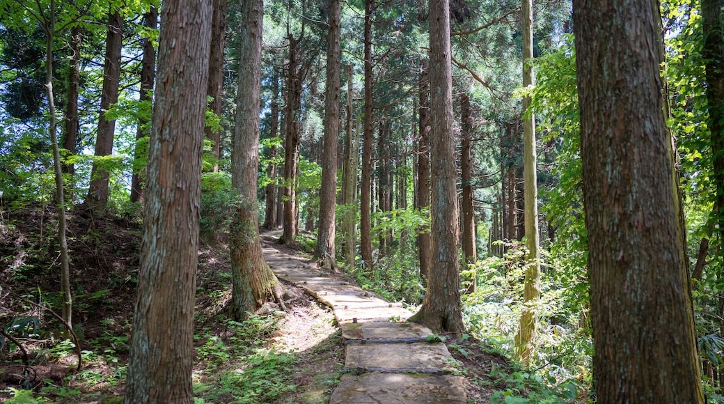 石川県鹿島郡中能登町の石動山を春の晴れた日に登山する風景 Scenery of climbing Mt. Ishidou in Nakanoto-cho, Kashima-gun, Ishikawa Prefecture on a sunny spring day.
