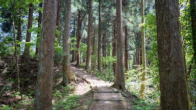 石川県鹿島郡中能登町の石動山を春の晴れた日に登山する風景 Scenery of climbing Mt. Ishidou in Nakanoto-cho, Kashima-gun, Ishikawa Prefecture on a sunny spring day.