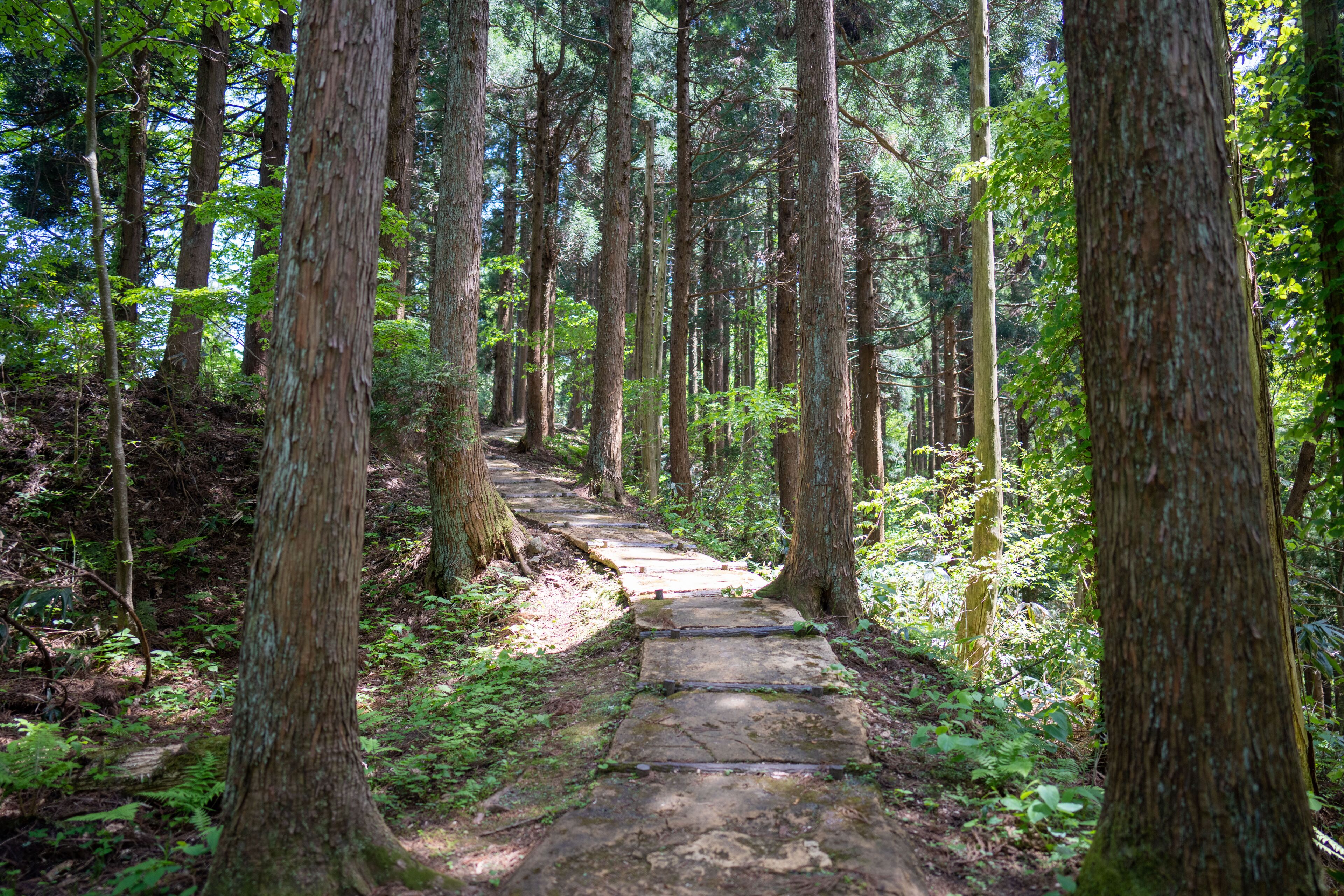 A stone pathway through a dense forest with tall trees and lush greenery.