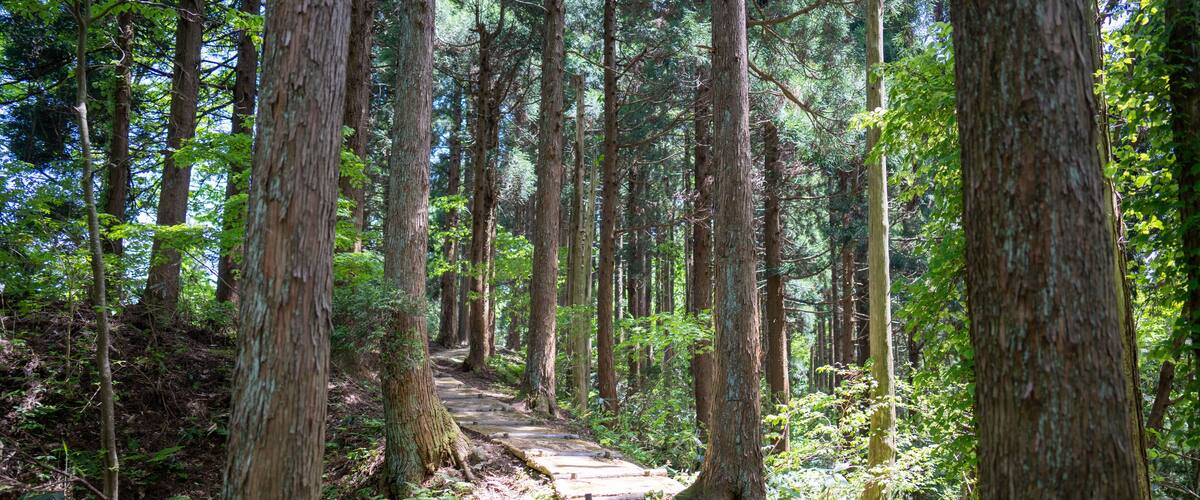 A stone pathway through a dense forest with tall trees and lush greenery.