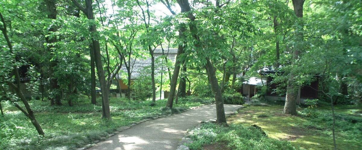 A narrow, winding path through a lush, green forest with trees and shrubs on either side.