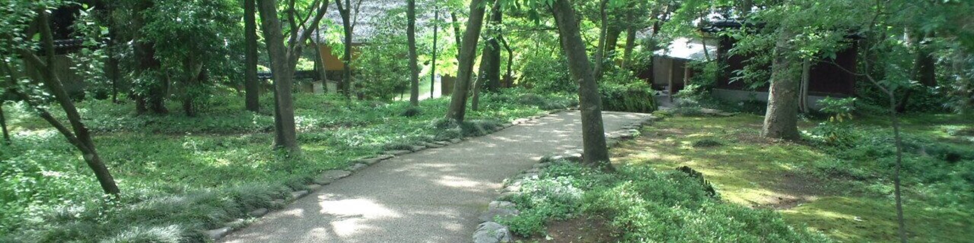 A narrow, winding path through a lush, green forest with trees and shrubs on either side.