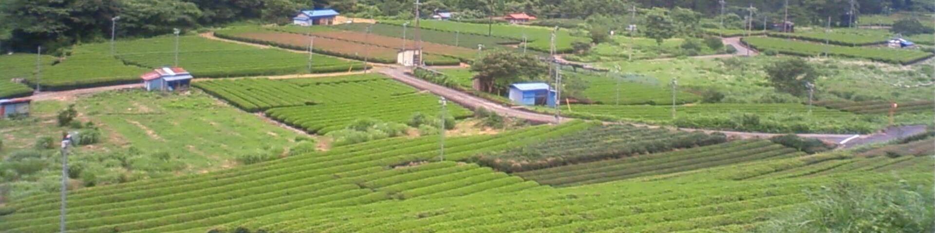 茶畑(本村)