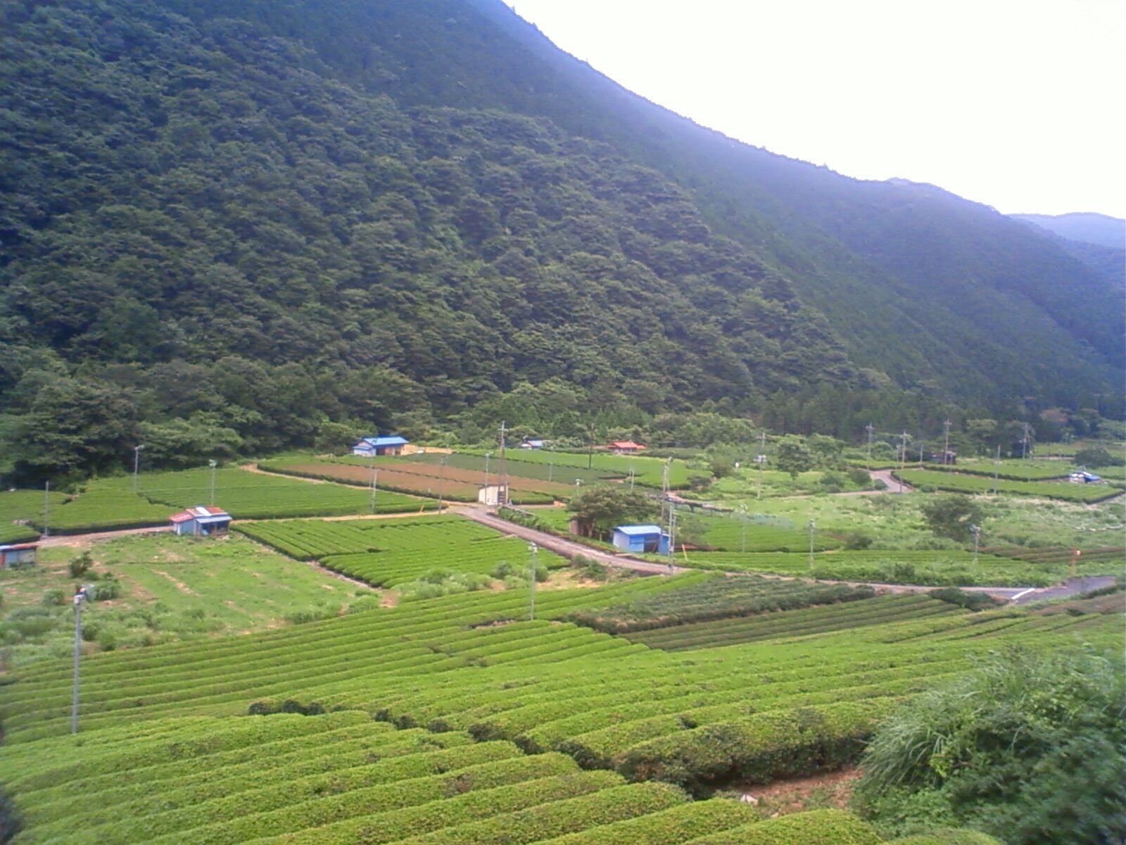 A hilly landscape with terraced tea plantations and scattered buildings.
