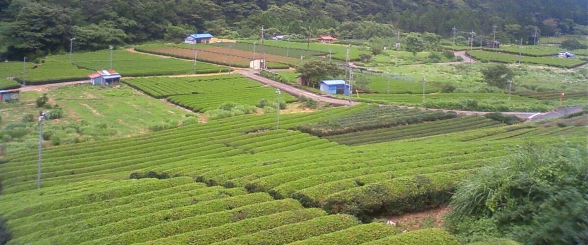 A hilly landscape with terraced tea plantations and scattered buildings.