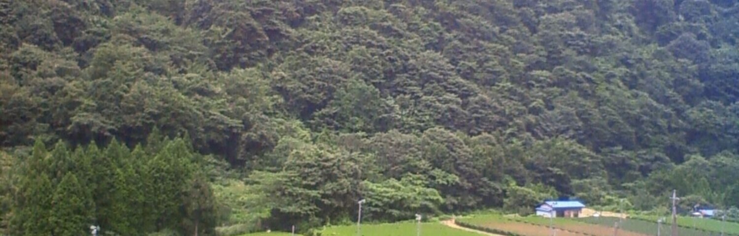 Una exuberante plantación de té verde con campos en terrazas y una montaña al fondo.