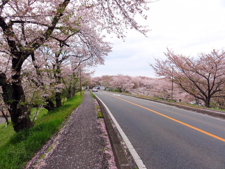 岐阜県羽島郡笠松町(桜並木)