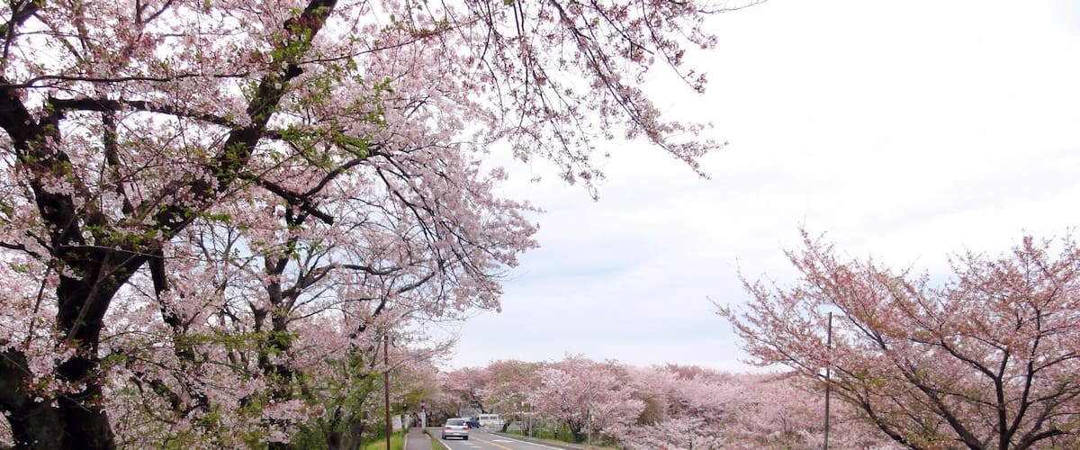 A road lined with cherry blossom trees.