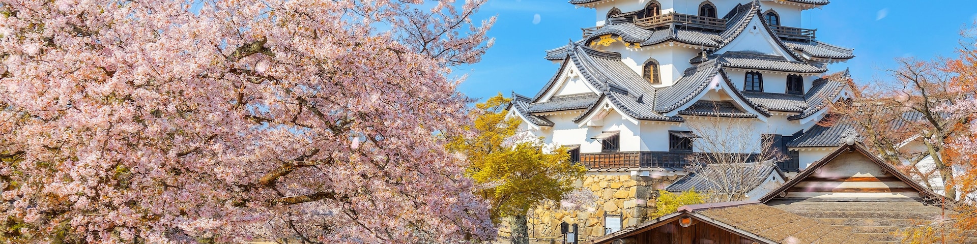 Un castillo japonés tradicional con cerezos en flor.