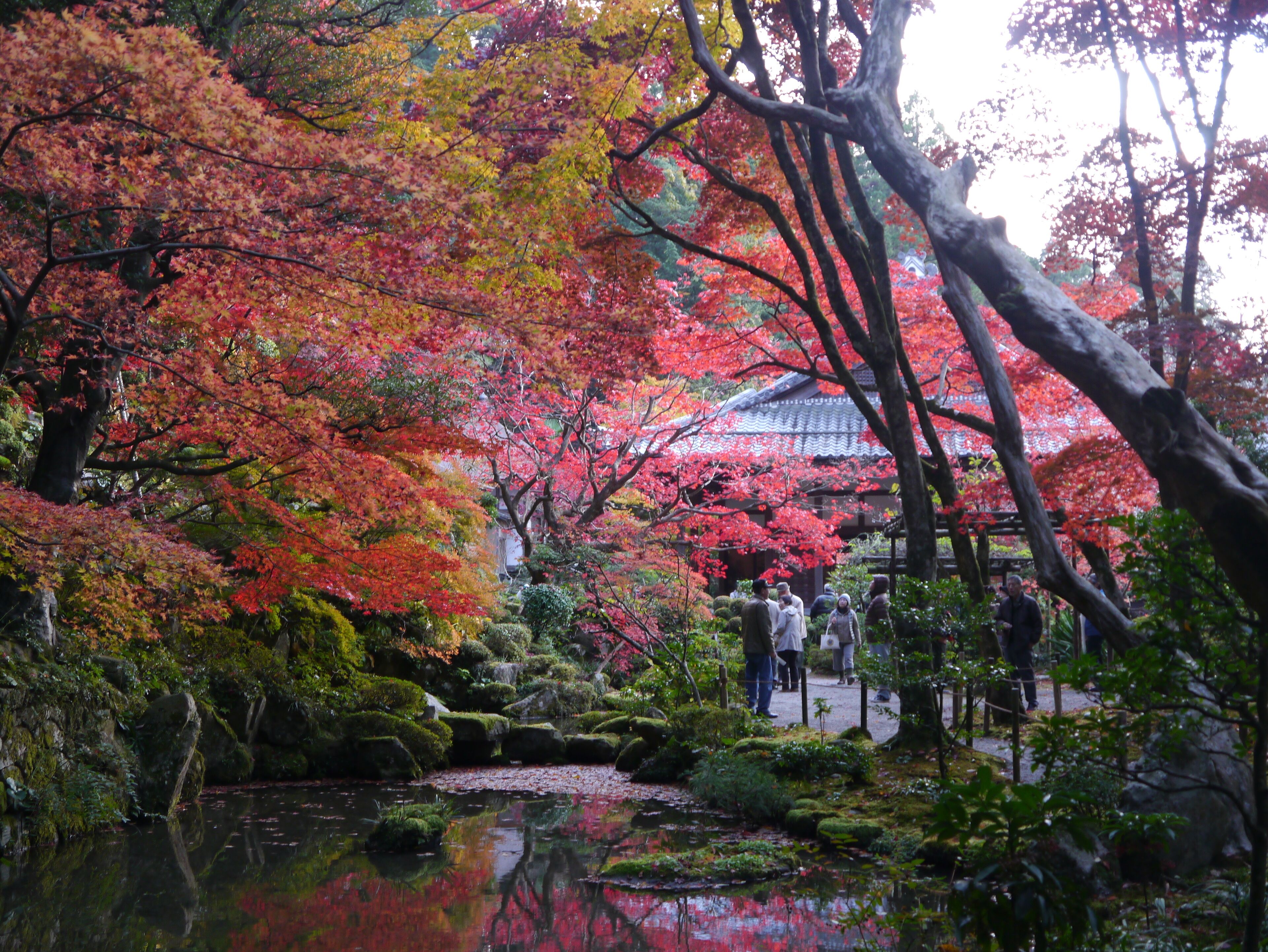 A traditional Japanese garden with a pond, red foliage, and a temple in the background.
