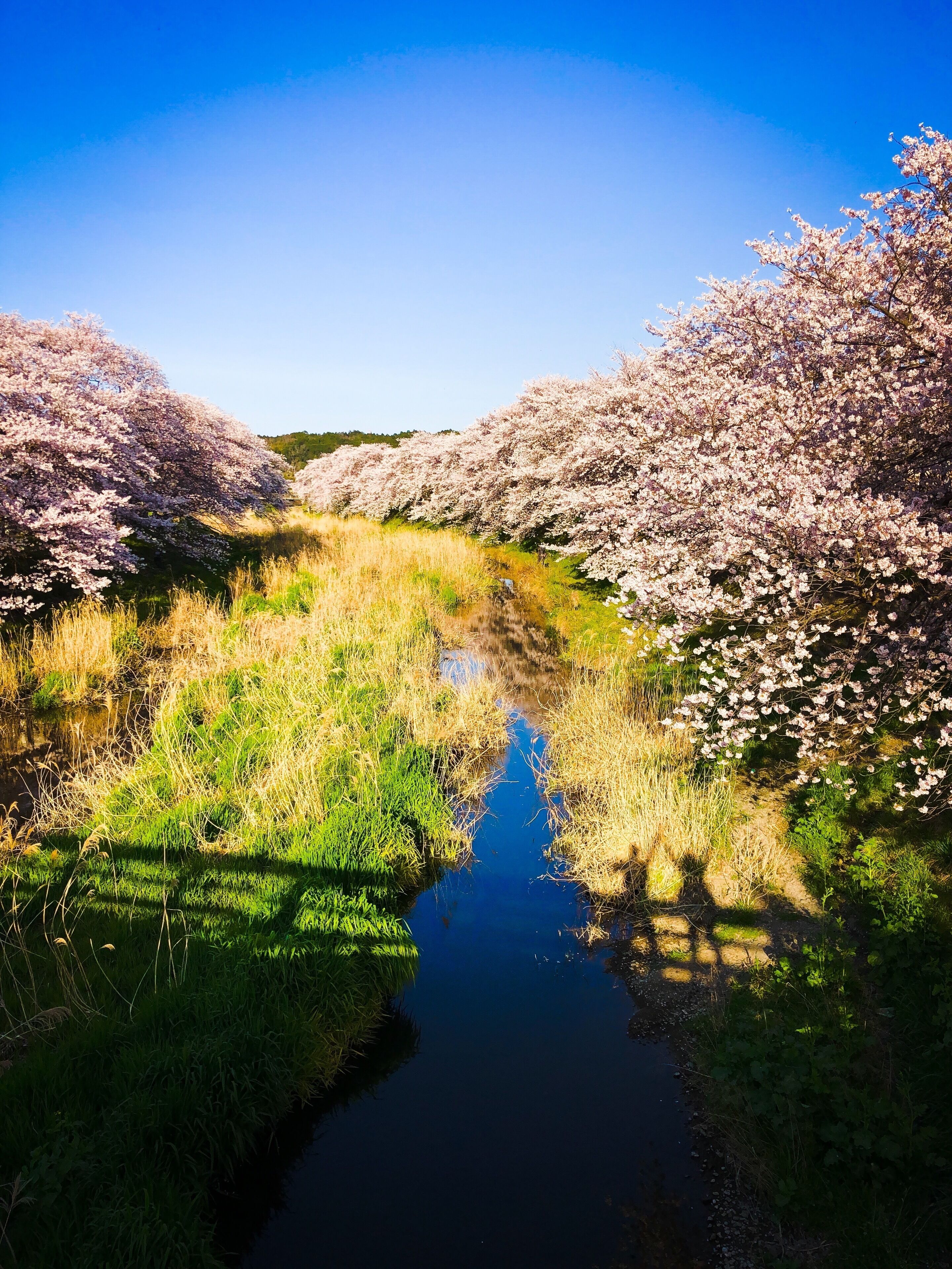 Our shadows with the cherry blossom 