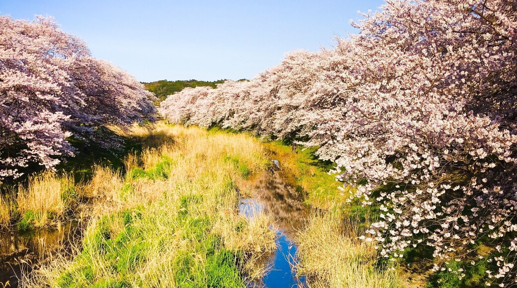 Our shadows with the cherry blossom