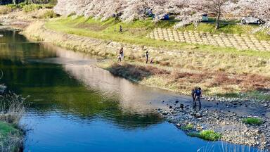 People fishing near the stream while others enjoying the Cherry Blossom