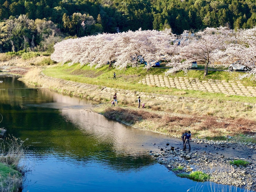 People fishing near the stream while others enjoying the Cherry Blossom