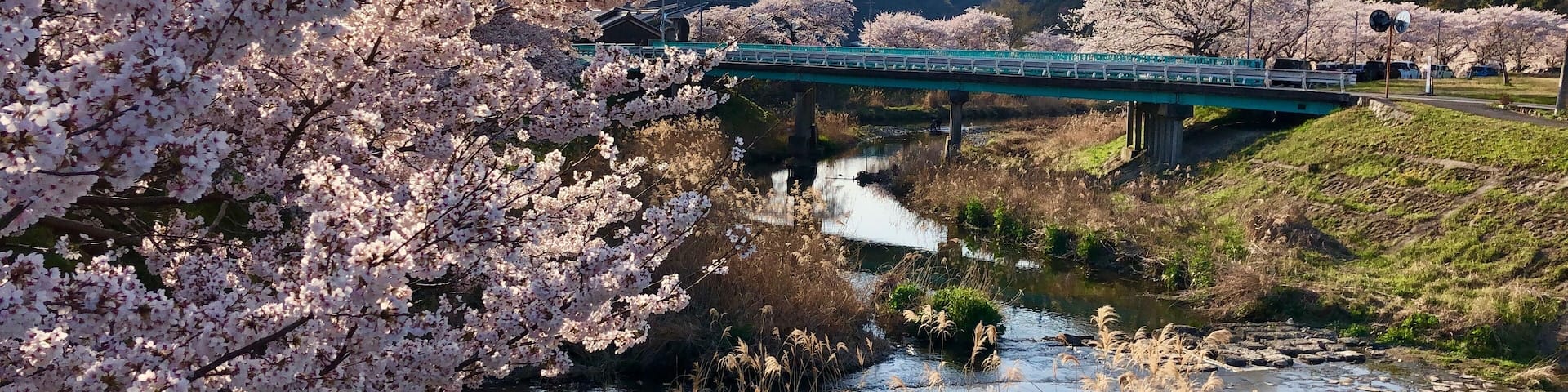 A bridge over a river with cherry blossoms and a mountainous backdrop.