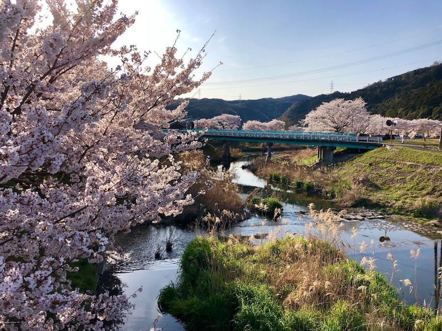 A bridge over a river with cherry blossoms and a mountainous backdrop.