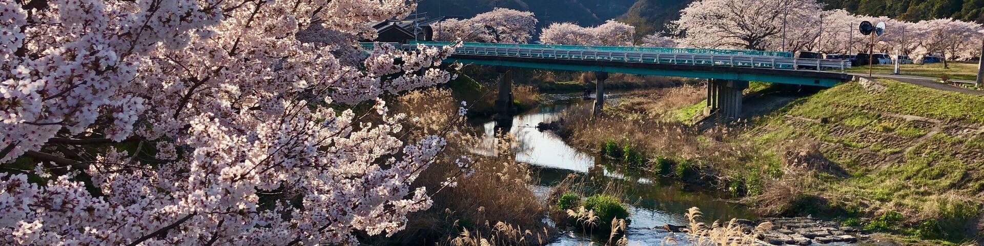 Uma ponte sobre um rio, com cerejeiras em flor e montanhas ao fundo.
