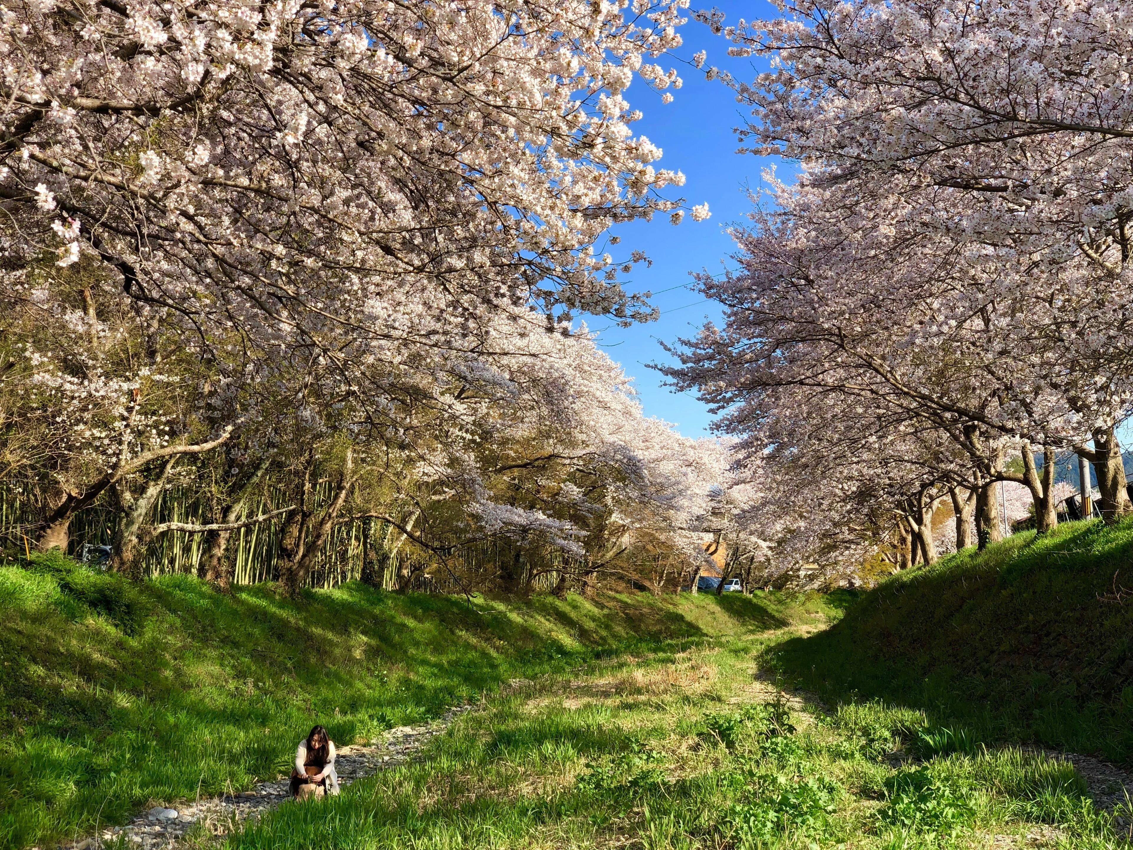 Beautiful old cherry blossom trees with bamboos forest