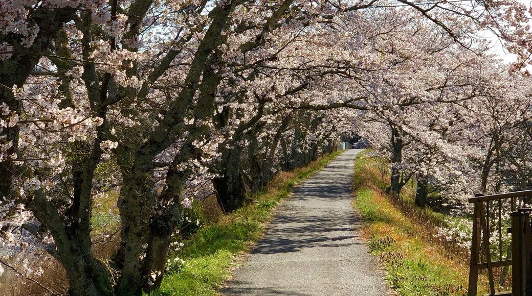 Cherry Blossom tunnel