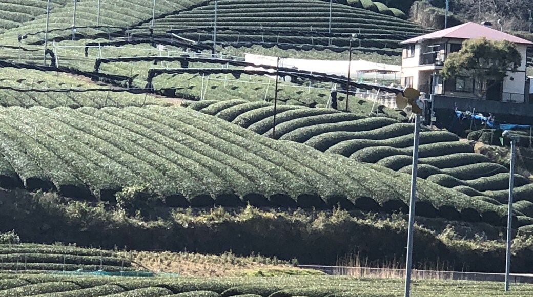 Nice tea plantation in Kyoto Prefecture