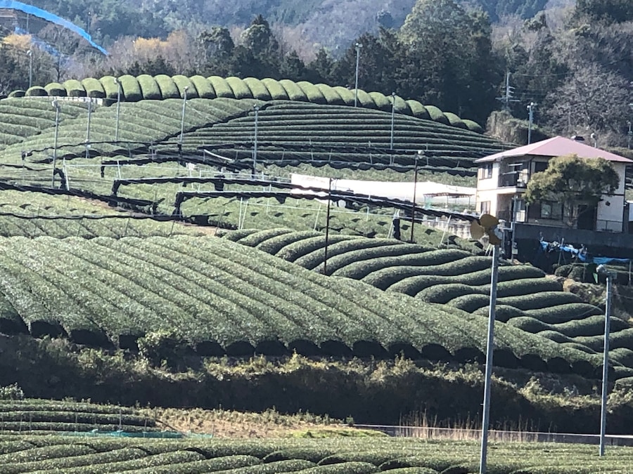Nice tea plantation in Kyoto Prefecture