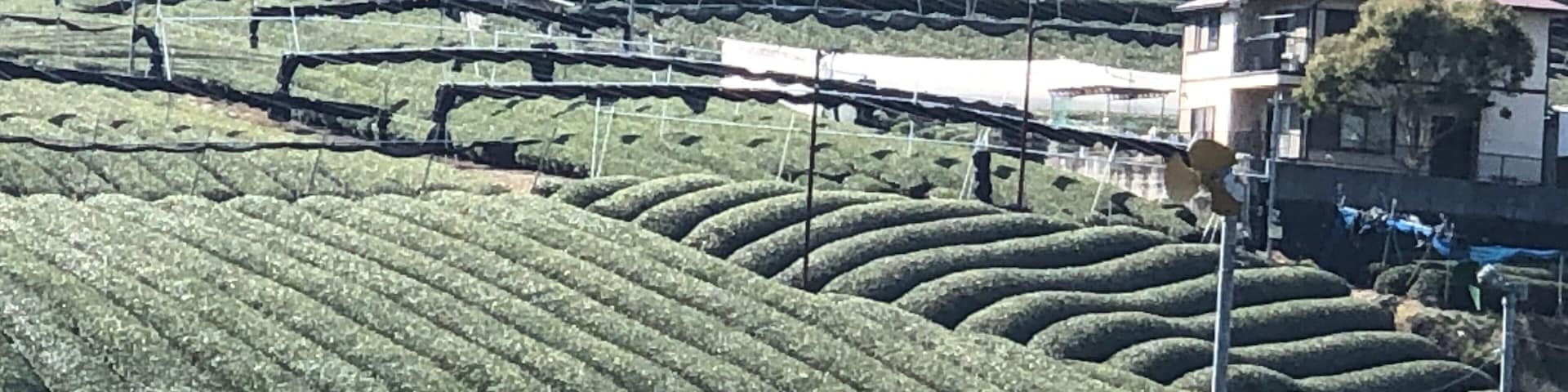 Nice tea plantation in Kyoto Prefecture