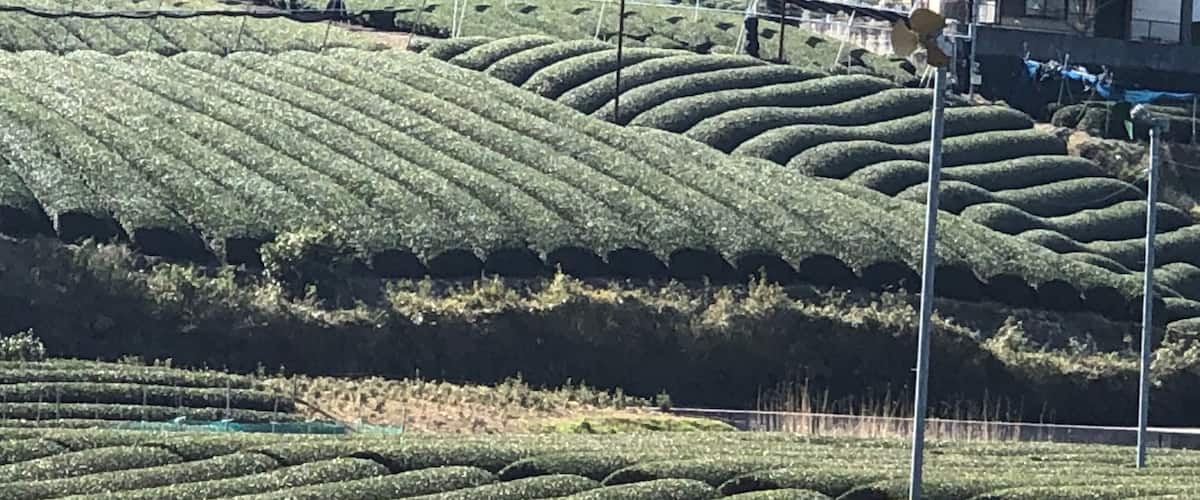 Terraced tea fields with a building in the background.