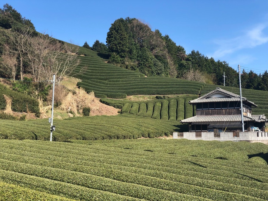 Tea plantation