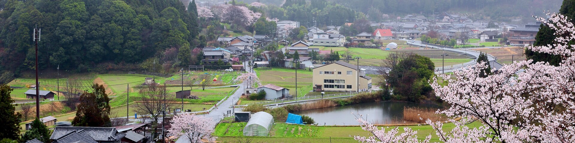 Morning scenery of Japanese countryside with view of cherry trees blooming in misty spring season and the silhouettes of distant foggy mountains in Uda City, Nara, Kansai Area, Japan, Asia