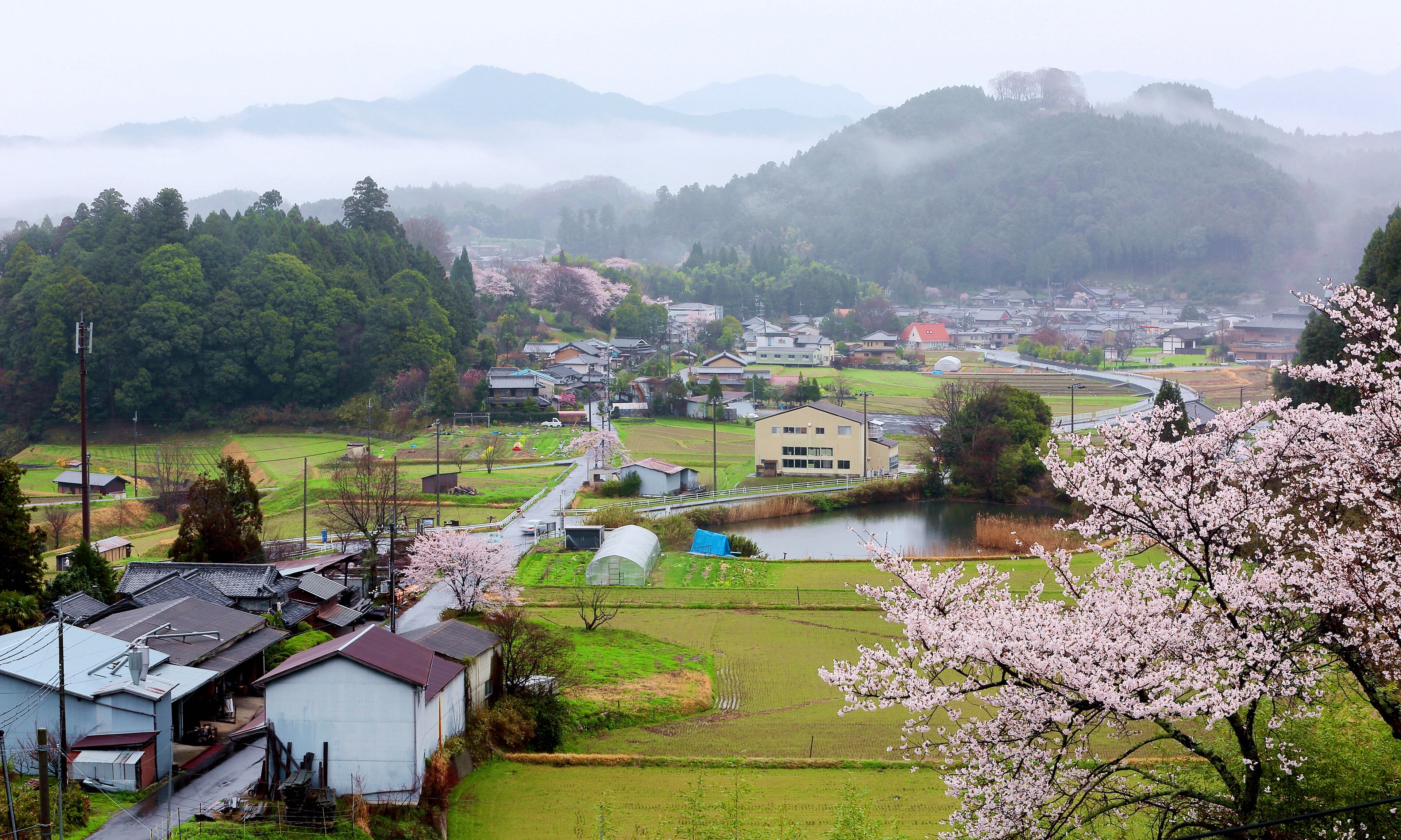 Morning scenery of Japanese countryside with view of cherry trees blooming in misty spring season and the silhouettes of distant foggy mountains in Uda City, Nara, Kansai Area, Japan, Asia